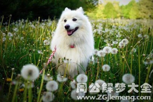 去世的狗狗
