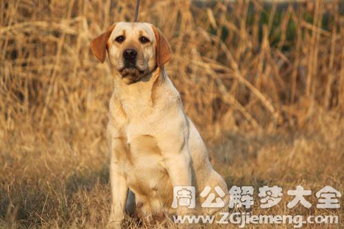 狗