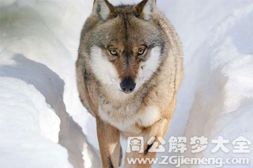 狼
