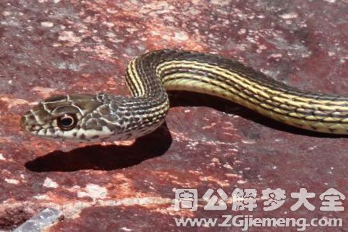 被蛇追