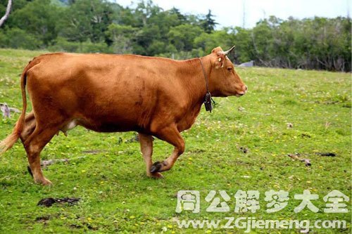 牛奔跑
