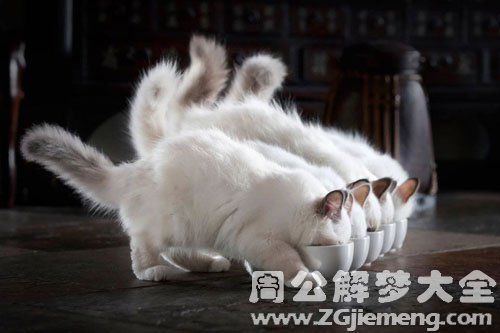 几只小猫