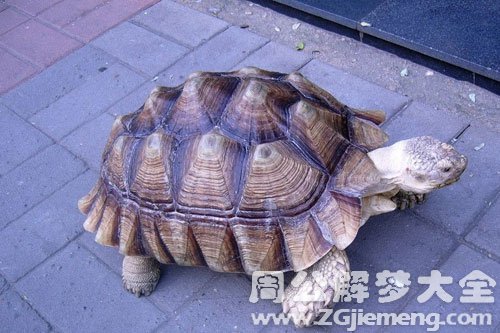巨型乌龟