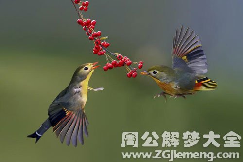 自己变成小鸟