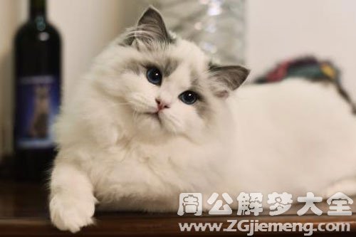 很多死猫