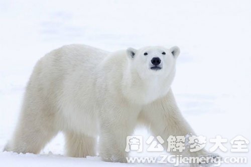 白熊