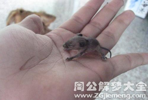 刚出生的老鼠