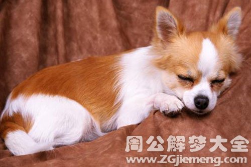 别人家狗死了