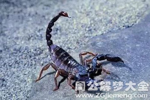 被蝎子蛰了脚