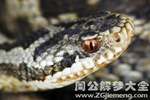 房间里有蛇