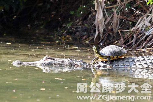 鳄鱼在水里游
