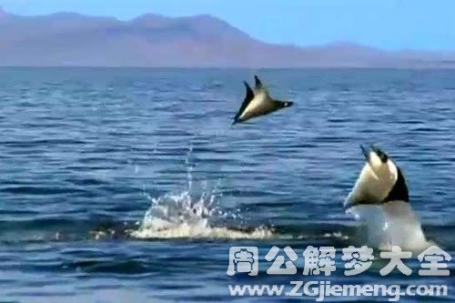 鱼跃出水面