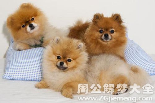 狗咬自己的脖子