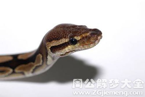 蟒蛇咬别人