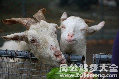 羊撞自己