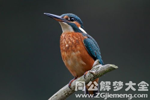 别人打鸟