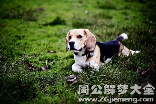 被很多狗追