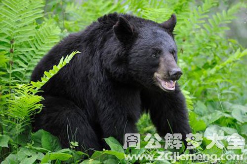 狗熊