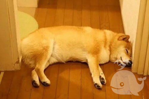 狗挡路