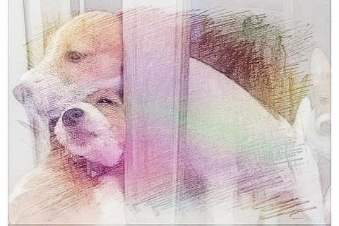 头部被夹