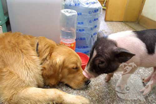 梦见猪和狗是什么意思