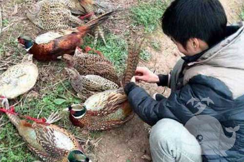 梦见抓到野鸡