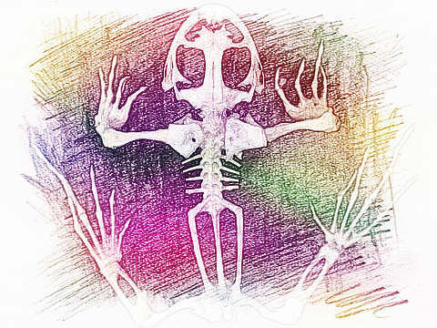 骨骼 骨头