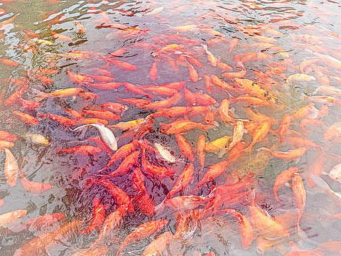 红鲤鱼