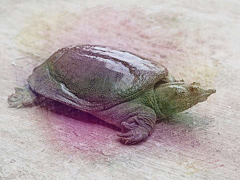 鳖