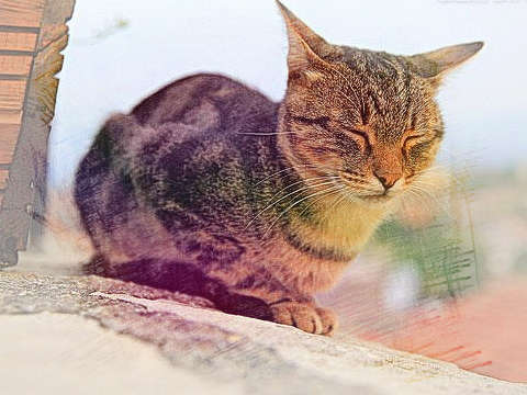 野猫