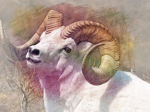 白羊