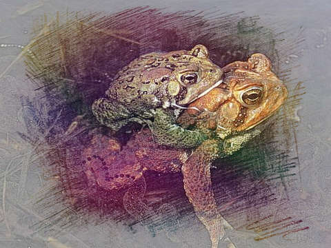 癞蛤蟆