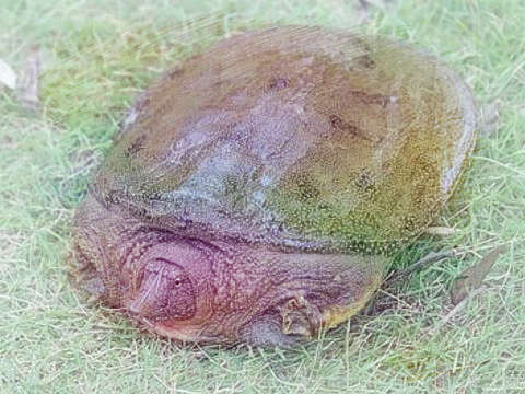 甲鱼