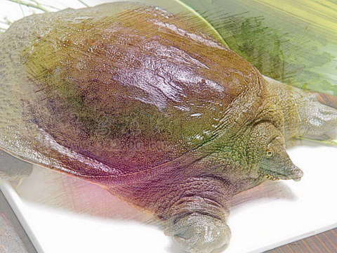 鳖 甲鱼