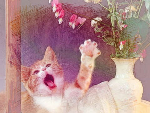 猫抓我
