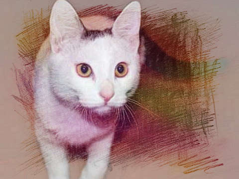 猫说话