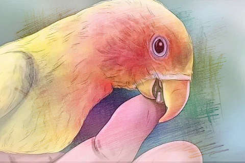 被鸟咬