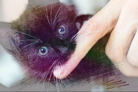 猫咬