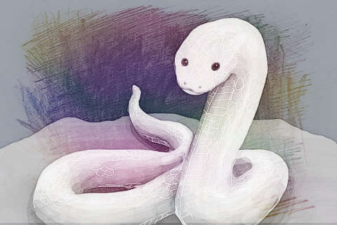 梦见小白蛇