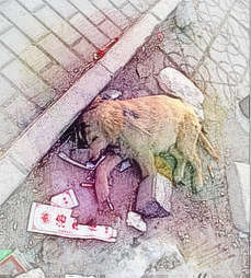 梦见死去的狗