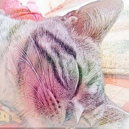 梦见猫笑