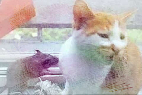 老鼠咬猫