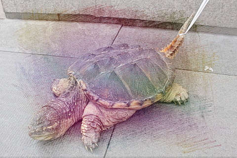 老鳖