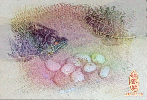 梦见乌龟下蛋