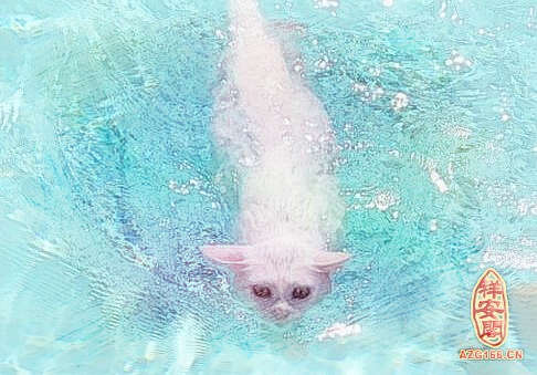 梦见猫游泳