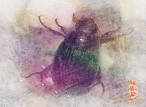 梦见黑色虫子