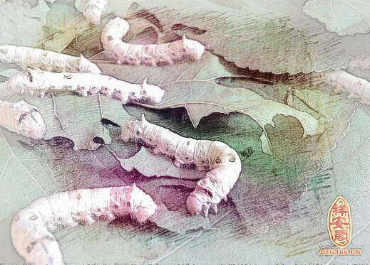 梦见肉虫子