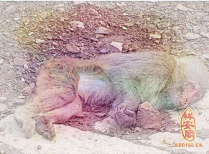 梦见猴子死了
