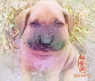 梦见蛇咬狗