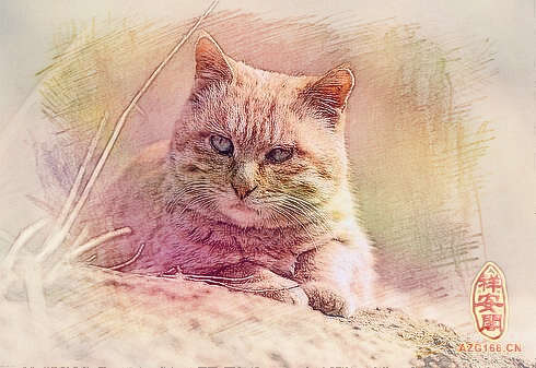 梦见大黄猫